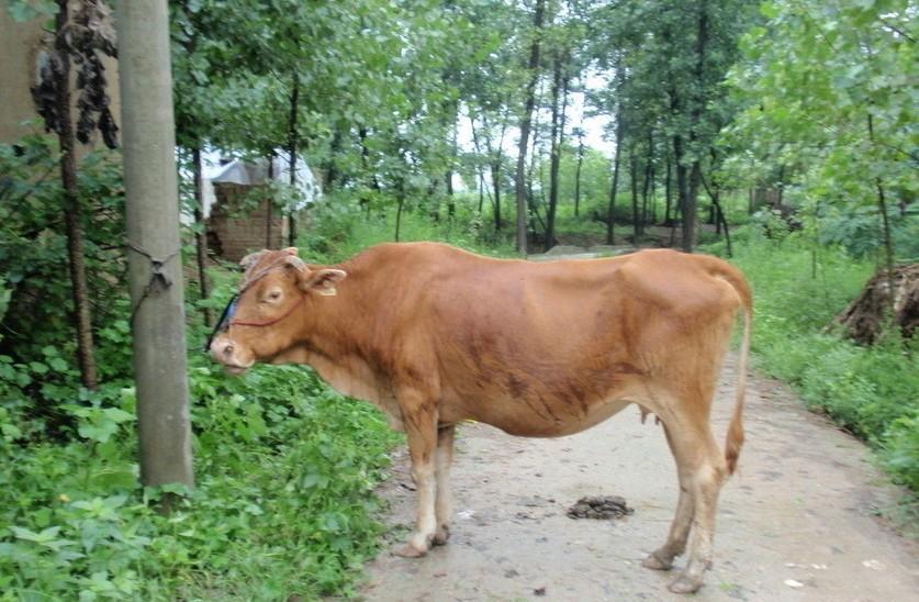 嵊州最新求一个套医保卡的黄牛是真的吗方法分析(最方便真实的嵊州求一个套医保卡的黄牛是真的吗还是假的方法)